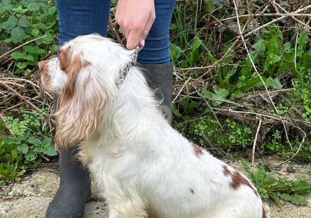 Cocker spaniel for sale in Borehamwood, Hertfordshire - Image 3