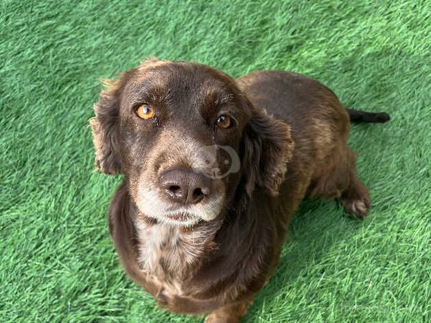 Cocker spaniel for sale in Bridgwater, Somerset