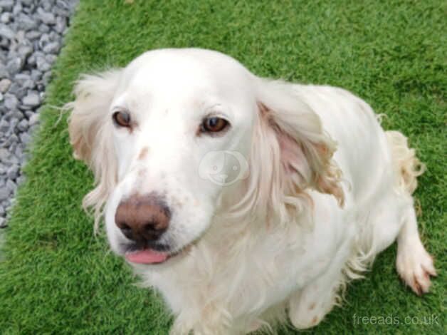 Cocker spaniel for sale in Bridgwater, Somerset - Image 1