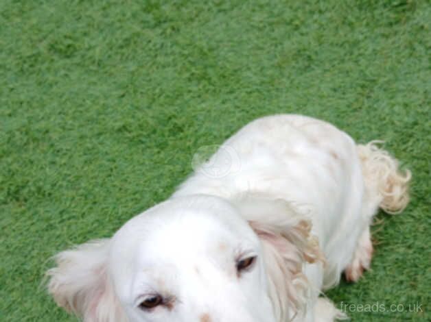 Cocker spaniel for sale in Bridgwater, Somerset - Image 2