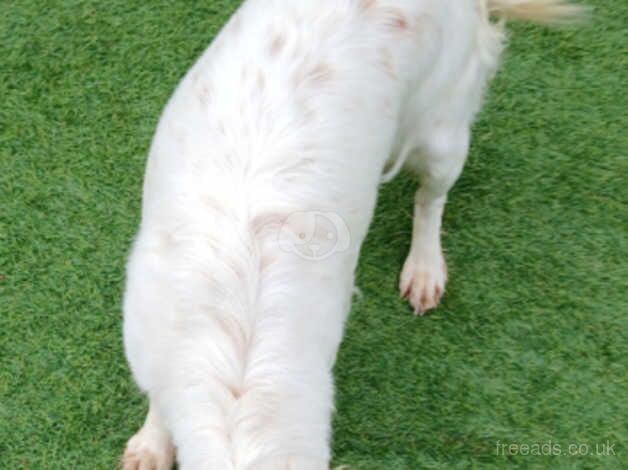 Cocker spaniel for sale in Bridgwater, Somerset - Image 3