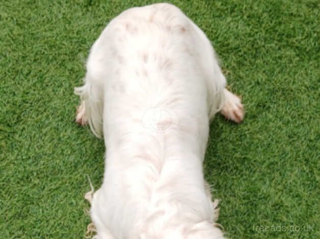 Cocker spaniel for sale in Bridgwater, Somerset - Image 4