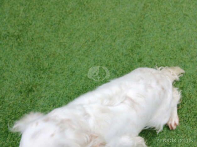 Cocker spaniel for sale in Bridgwater, Somerset - Image 5