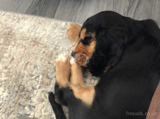 Cocker spaniel for sale in Bromsgrove, Worcestershire - Image 2