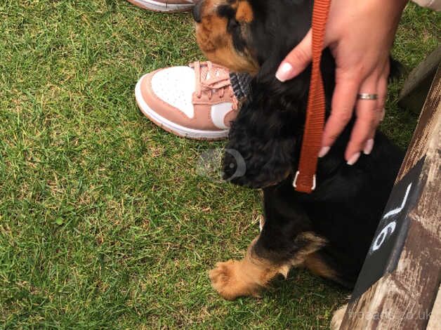 Cocker spaniel for sale in Bromsgrove, Worcestershire - Image 4