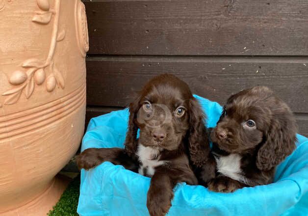 Cocker spaniel for sale in Cambridge, Cambridgeshire