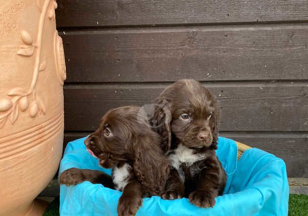 Cocker Spaniels for sale in Cambridge, Cambridgeshire