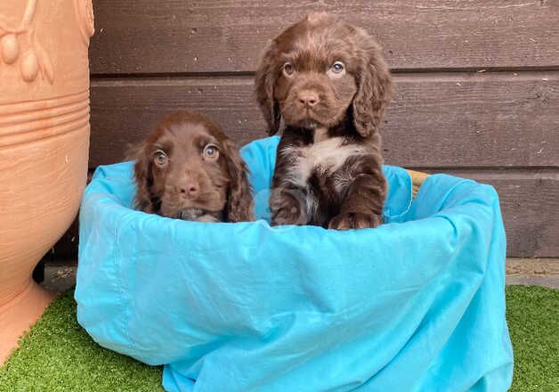 Cocker Spaniel Puppies for sale in Cambridgeshire