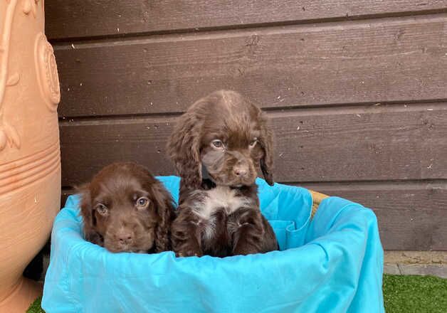 Cocker Spaniel Puppies for sale