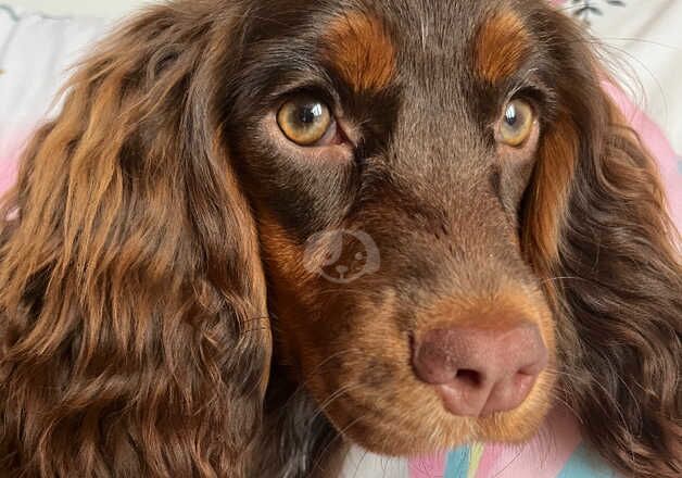 Cocker spaniel for sale in Canterbury, Kent