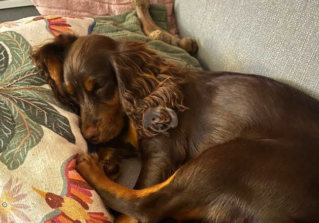 Cocker Spaniels for sale in Canterbury, Kent