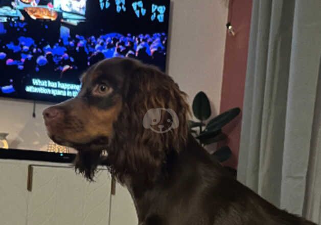 Cocker spaniel for sale in Canterbury, Kent - Image 3