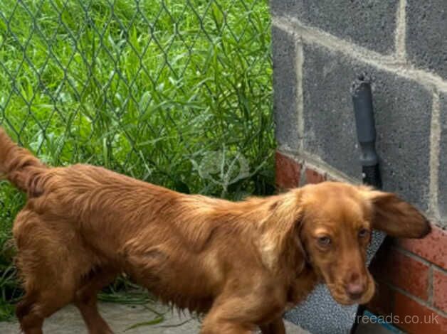 Cocker spaniel for sale in Carlisle, Cumbria