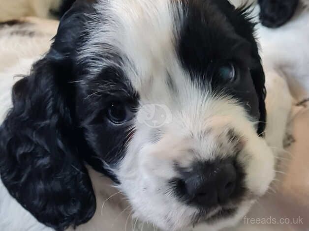 Cocker spaniel for sale in Castleford, West Yorkshire