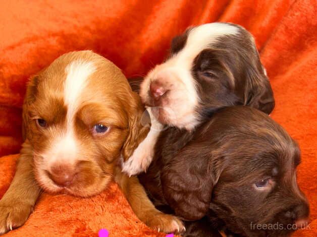 Cocker spaniel for sale in Castleford, West Yorkshire