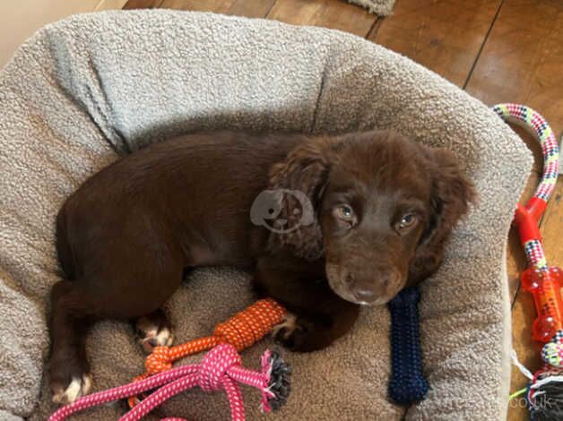 cocker spaniel for sale in Christchurch, Dorset - Image 1