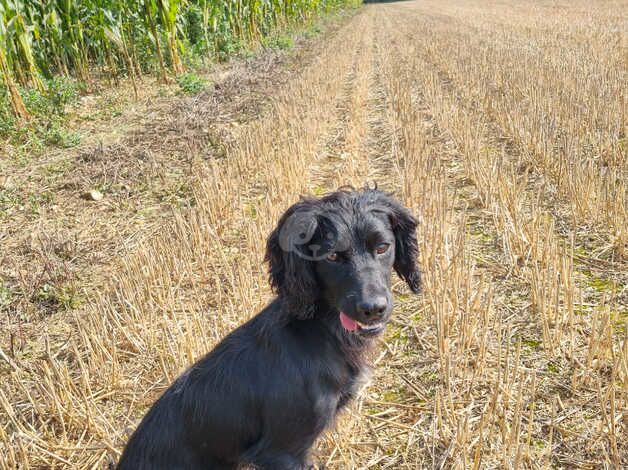 cocker spaniel for sale in Christchurch, Dorset - Image 2