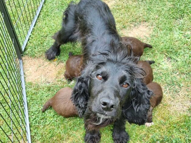 cocker spaniel for sale in Christchurch, Dorset - Image 3