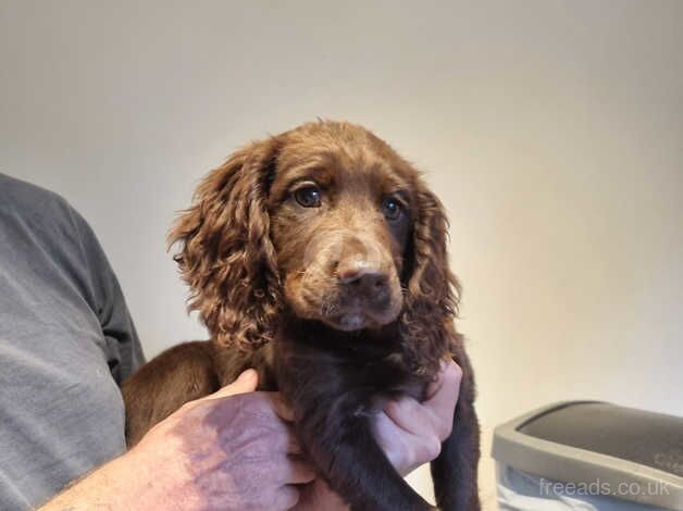 cocker spaniel for sale in Christchurch, Dorset - Image 4