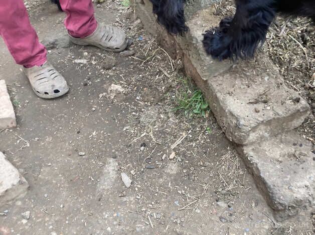 Cocker spaniel for sale in County Durham - Image 3