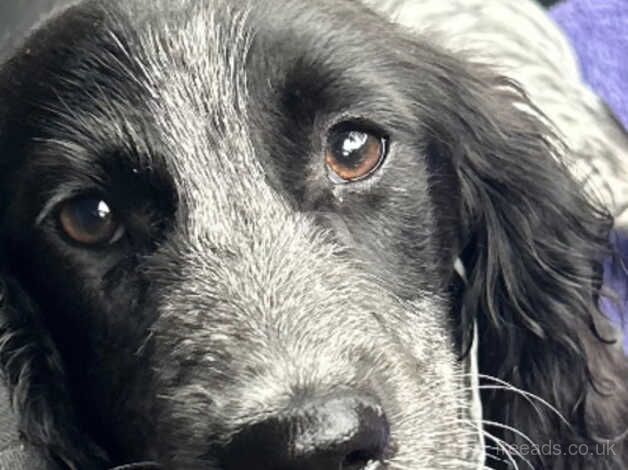 Cocker spaniel for sale in Derbyshire