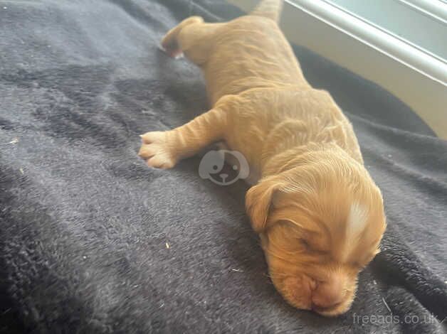 cocker spaniel for sale in Doncaster, South Yorkshire - Image 3