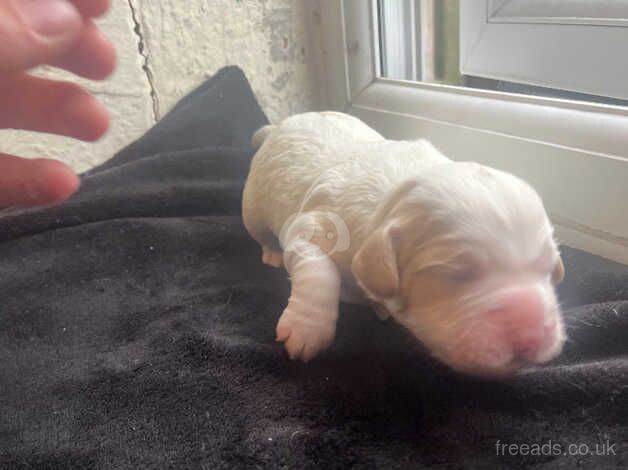 cocker spaniel for sale in Doncaster, South Yorkshire - Image 5