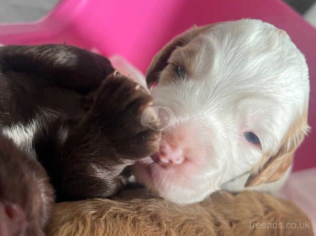 cocker spaniel for sale in Doncaster, South Yorkshire - Image 1