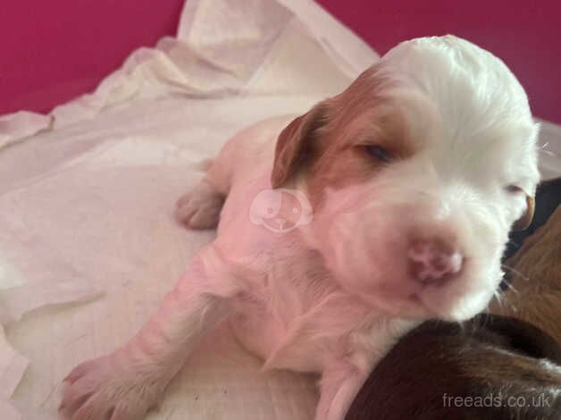 cocker spaniel for sale in Doncaster, South Yorkshire - Image 2