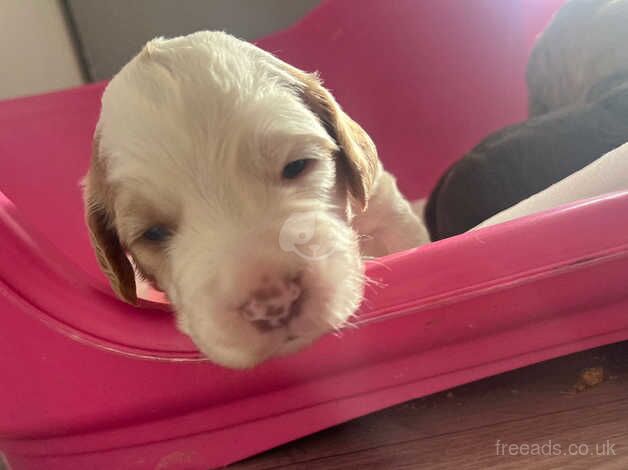 Cocker Spaniel Puppies for sale in South Yorkshire