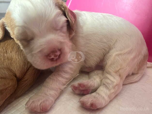 Cocker Spaniel Puppies for sale