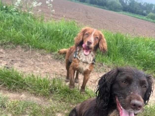 cocker spaniel for sale in Doncaster, South Yorkshire - Image 5