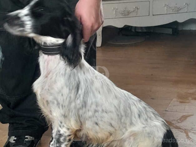 Cocker spaniel for sale in Driffield, Gloucestershire - Image 1