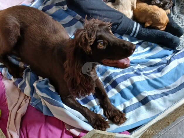 cocker spaniel for sale in Edinburgh, City of Edinburgh - Image 1