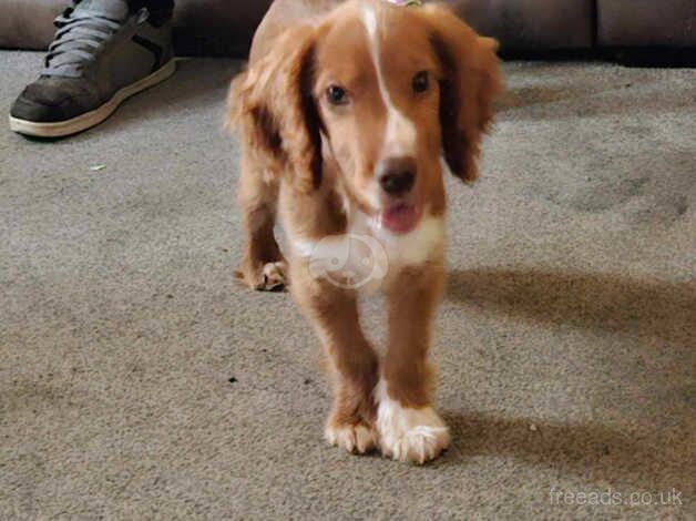 Cocker spaniel for sale in London - Image 1