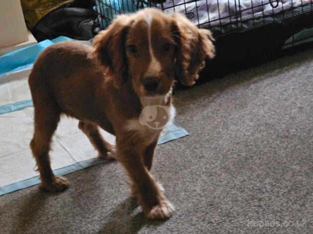 Cocker spaniel for sale in London - Image 2