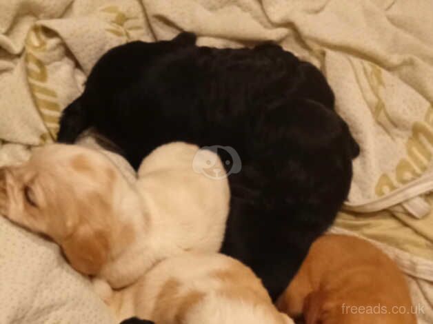 Cocker spaniel for sale in Epsom, Surrey