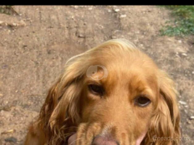 Cocker spaniel for sale in Farnborough, Warwickshire