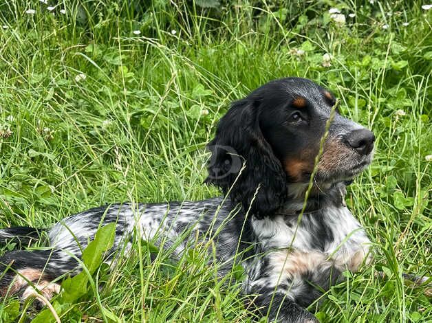 cocker spaniel for sale in Great Yarmouth, Norfolk