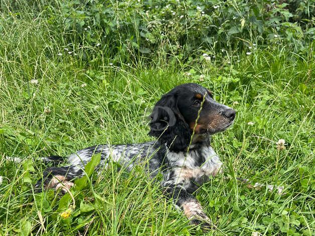 cocker spaniel for sale in Great Yarmouth, Norfolk - Image 2