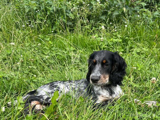 cocker spaniel for sale in Great Yarmouth, Norfolk - Image 3