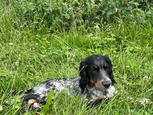 cocker spaniel for sale in Great Yarmouth, Norfolk - Image 4