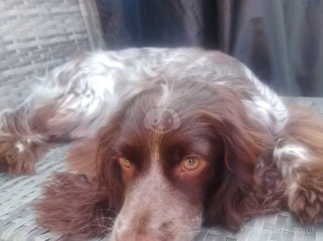 Cocker spaniel for sale in Great Yarmouth, Norfolk - Image 1