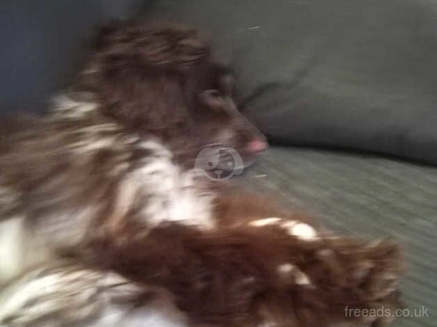 Cocker spaniel for sale in Great Yarmouth, Norfolk - Image 2