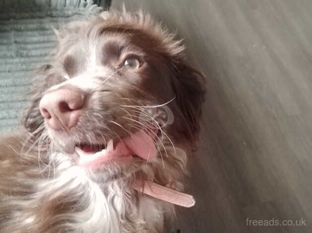 Cocker spaniel for sale in Great Yarmouth, Norfolk - Image 3