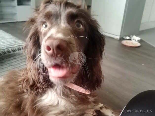 Cocker Spaniel Puppies for sale