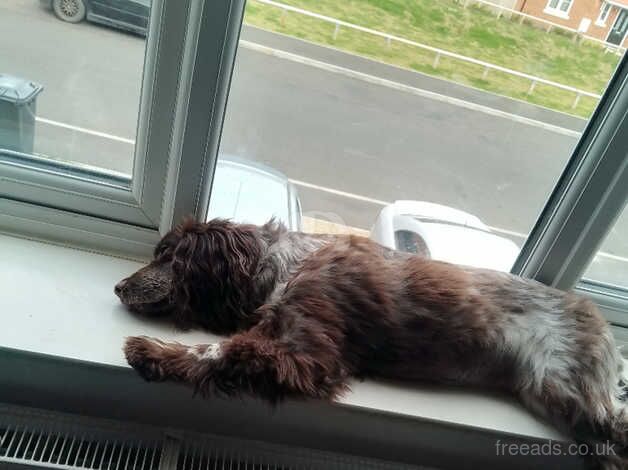 Cocker spaniel for sale in Great Yarmouth, Norfolk - Image 5