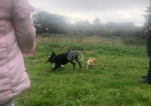 Cocker Spaniel Puppies for sale in Essex