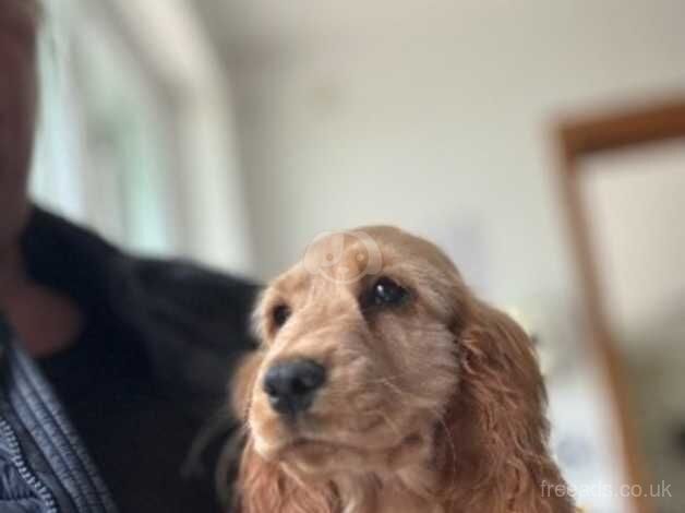 Cocker Spaniel for sale in Kirkcaldy, Fife - Image 1