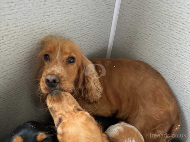 Cocker Spaniel Puppies for sale in Fife